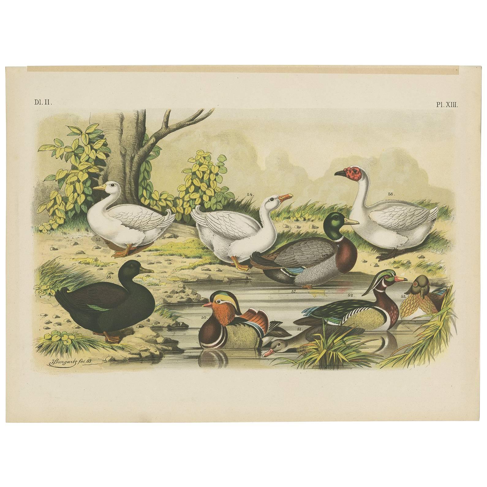 Antiker antiker Vogeldruck des Mandarin-Enten, des Mallard und des Wildschlangens (1886)