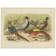Antique Bird Print of various Pheasants (1886)