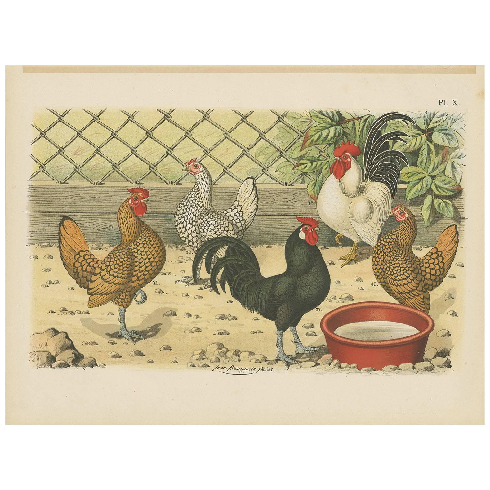 Antique Bird Print of various Roosters and Chickens (1886)
