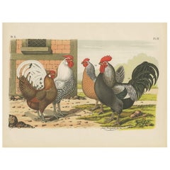 Antique Bird Print of various Roosters and Chickens (1886)