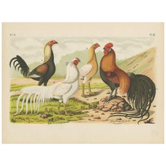 Antique Bird Print of various Roosters and Chickens (1886)