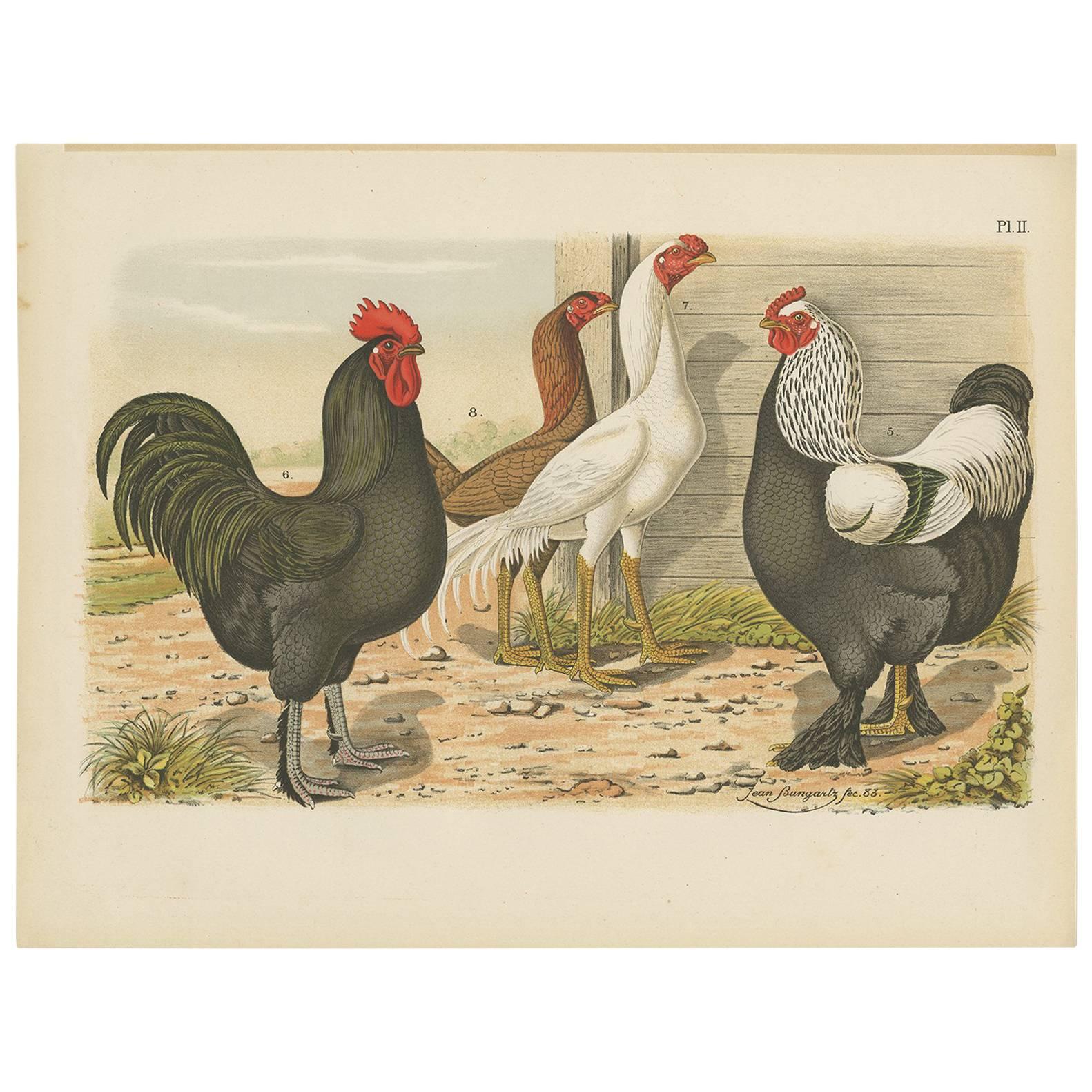 Impression ancienne d'oiseaux représentant divers coqs et poulets (1886)