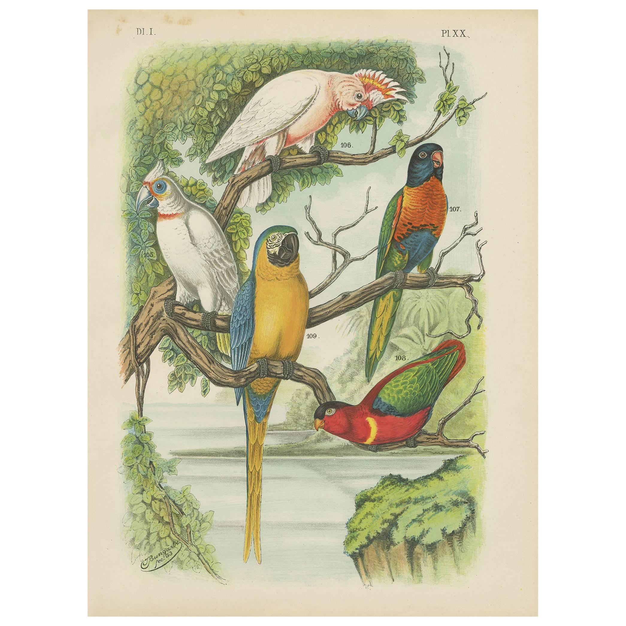 Impression ancienne d'oiseau du Cockatoo, de la fontaine bleue Lory et de Maccaw (1886)
