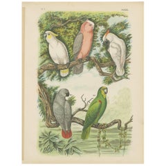 Antique Bird Print of Cockatoo-Amazon Parrot by A. Nuyens, 1886