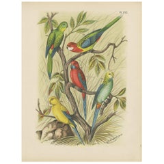 Antiker antiker Vogeldruck des Rosenblatts und anderer Parrakeet-Objekte (1886)