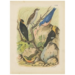 Antique Bird Print of Exotic Songbirds (1886)