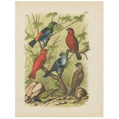 Antique Bird Print of the Bunting, Scarlet Sparrow and Paradise Tanager (1886)