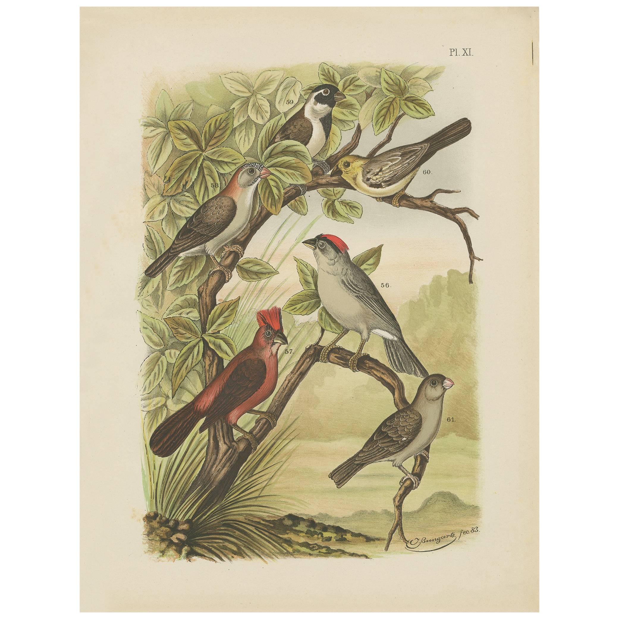 Antique Bird Print of the Red-Pileated Finch, Grosbeak and Sparrow (1886)
