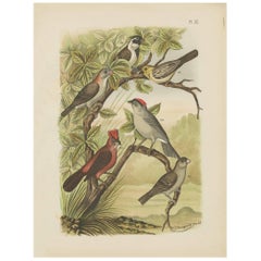 Stampa antica di uccelli come il fringuello rosso, il beccogrosso e il passero (1886)