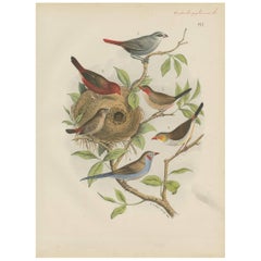 Antique Bird Print of Aegintha-waxbill-finch with Nest by A. Nuyens, 1886