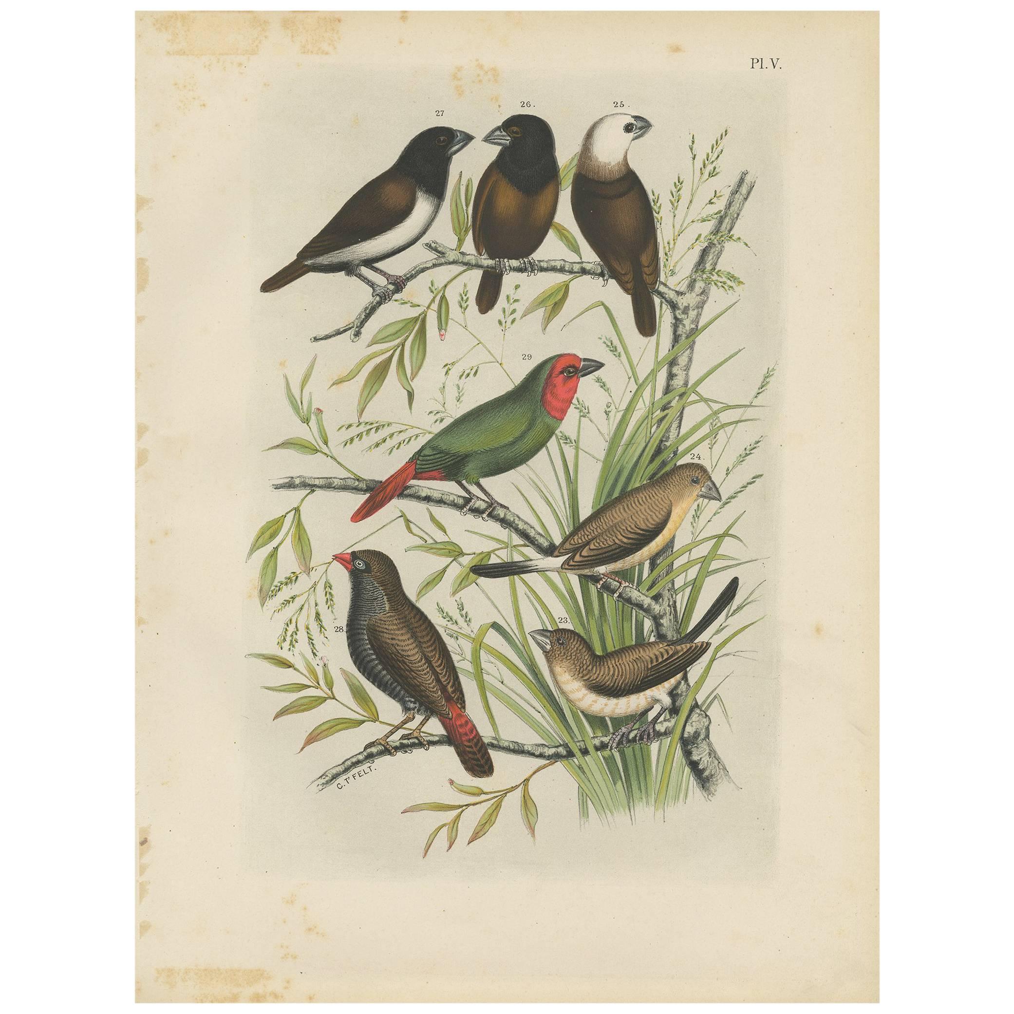 Antique Bird Print of the Maja Finch, Black-Headed Finch and Firetail (1886) For Sale