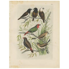 Antique Bird Print of the Maja Finch, Black-Headed Finch and Firetail (1886)