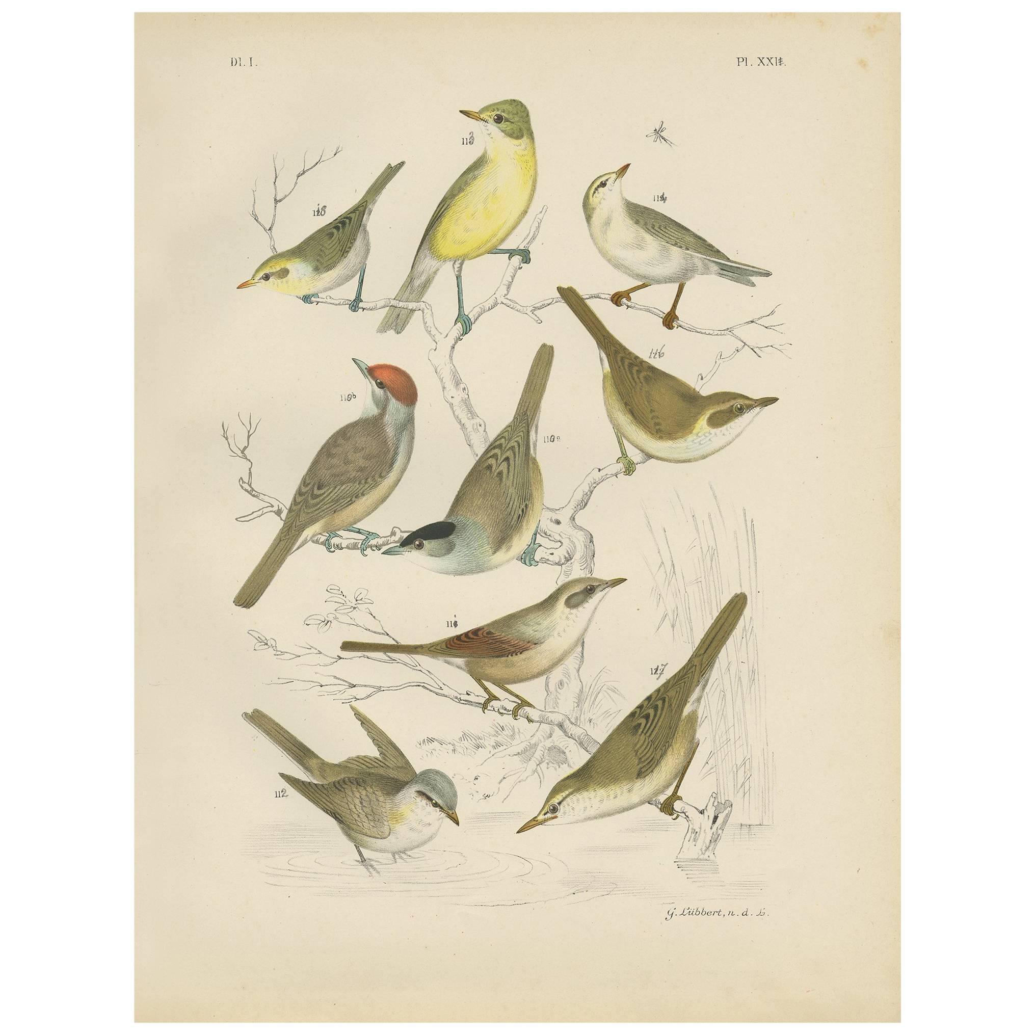 Antiker Vogeldruck des Chiffchaff, Garden Warbler und Marshwarbler, 1886