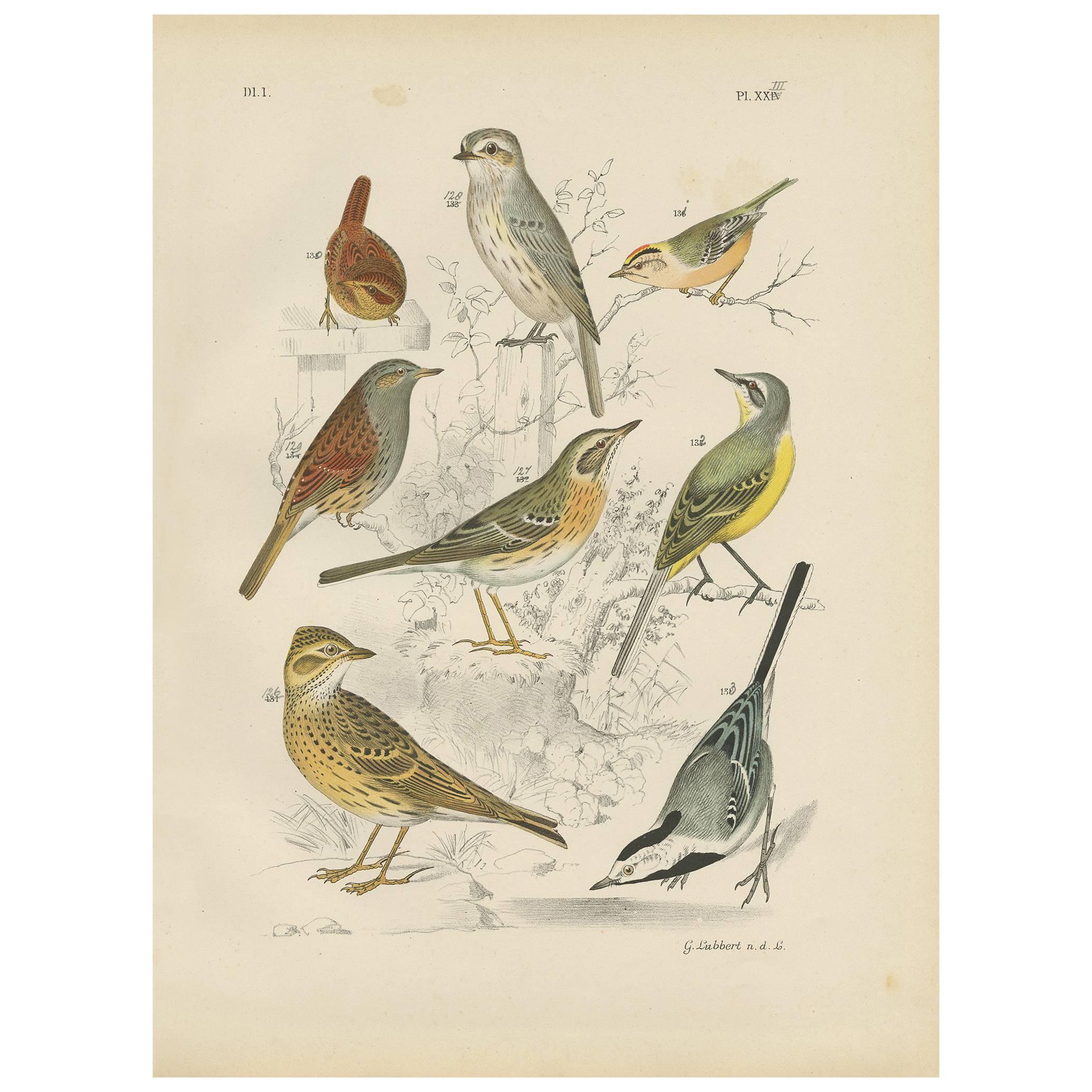 Antiker antiker Vogeldruck des Larks, Winterwirbels, Goldcrest und gelber Schwanzschwanz (1886)