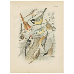 Antique Bird Print of Blue Tit-Nuthatch-Spotted Woodpecker by A. Nuyens, 1886