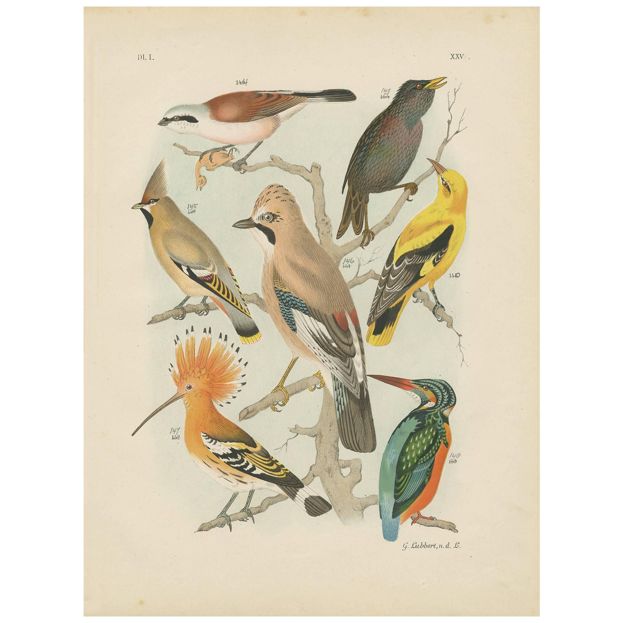 Antique Bird Print of the Kingfisher, Golden Oriole, Common Starling (1886)