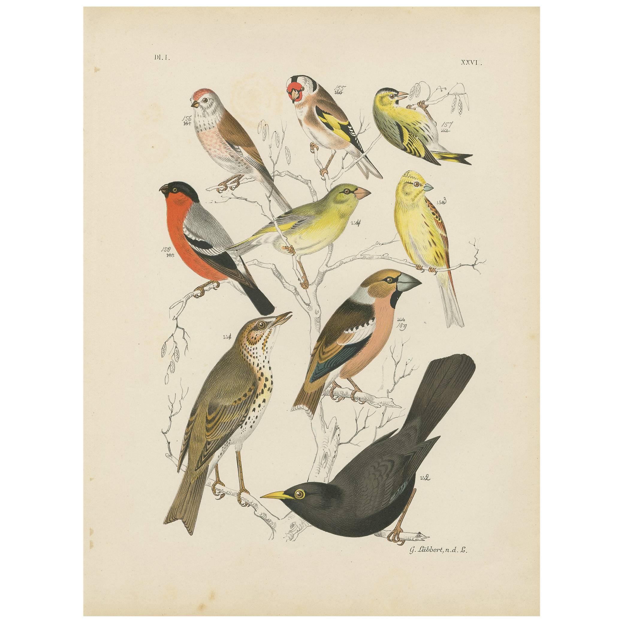Stampa antica di uccelli del cardellino, del merlo comune e del ciuffolotto (1886)