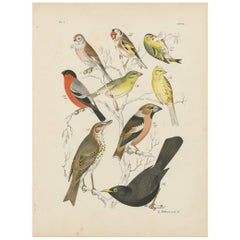 Antique Bird Print of the Goldfinch, Common Blackbird and Bullfinch (1886)