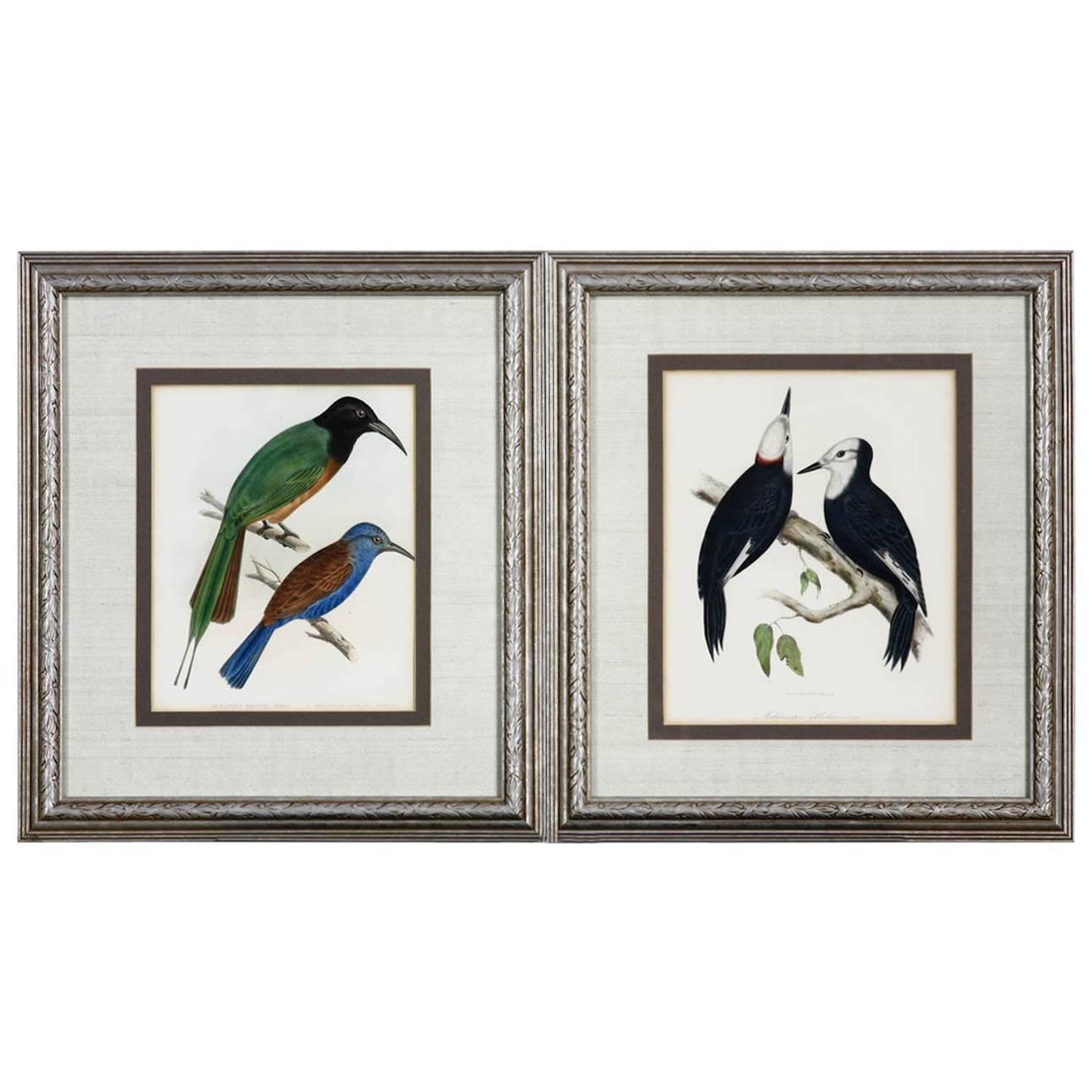 Pair of 19th Century Framed Ornithological Prints