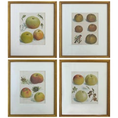 European Botanical Prints of Fruit and Birds, Set of Four