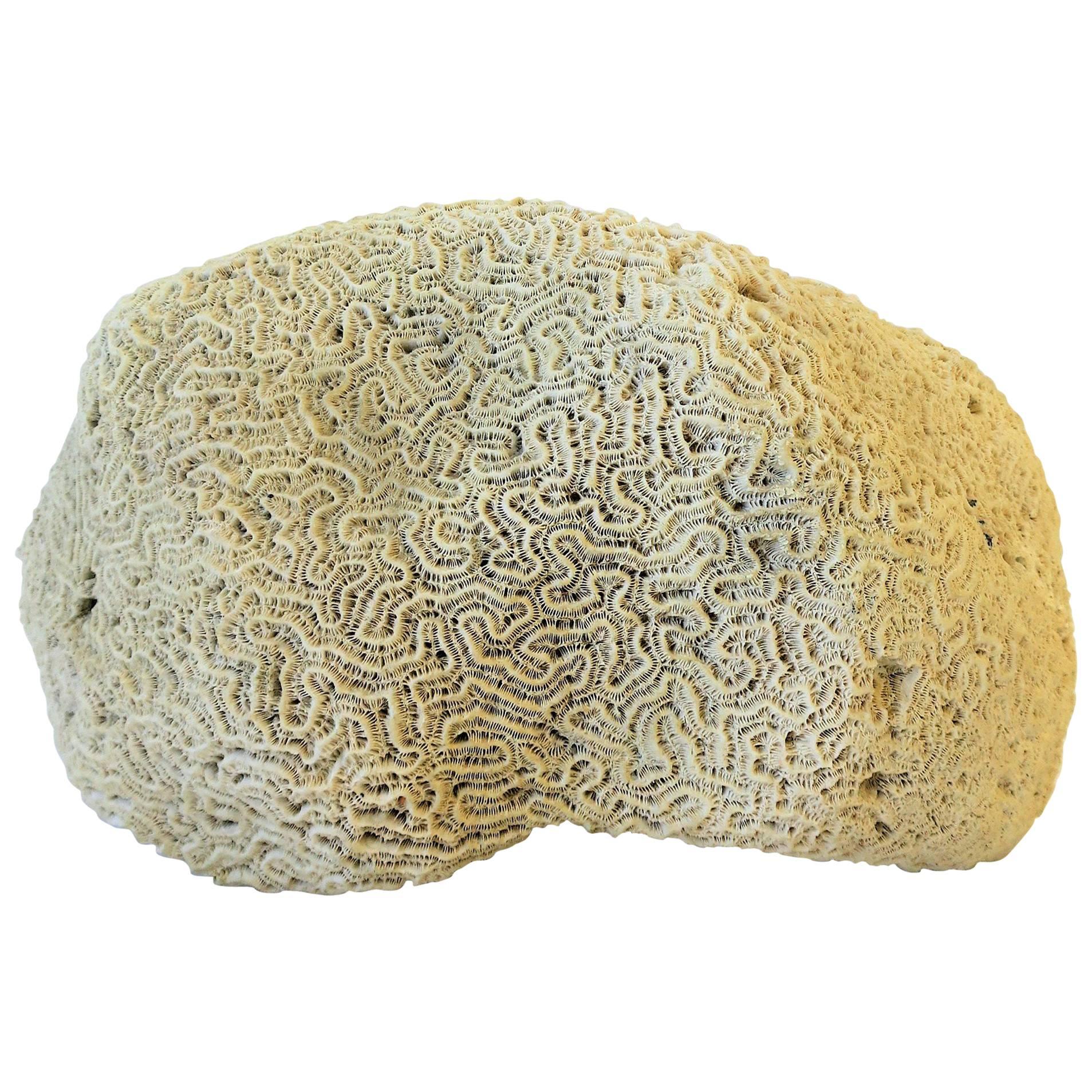 Brain Coral Natural Specimen