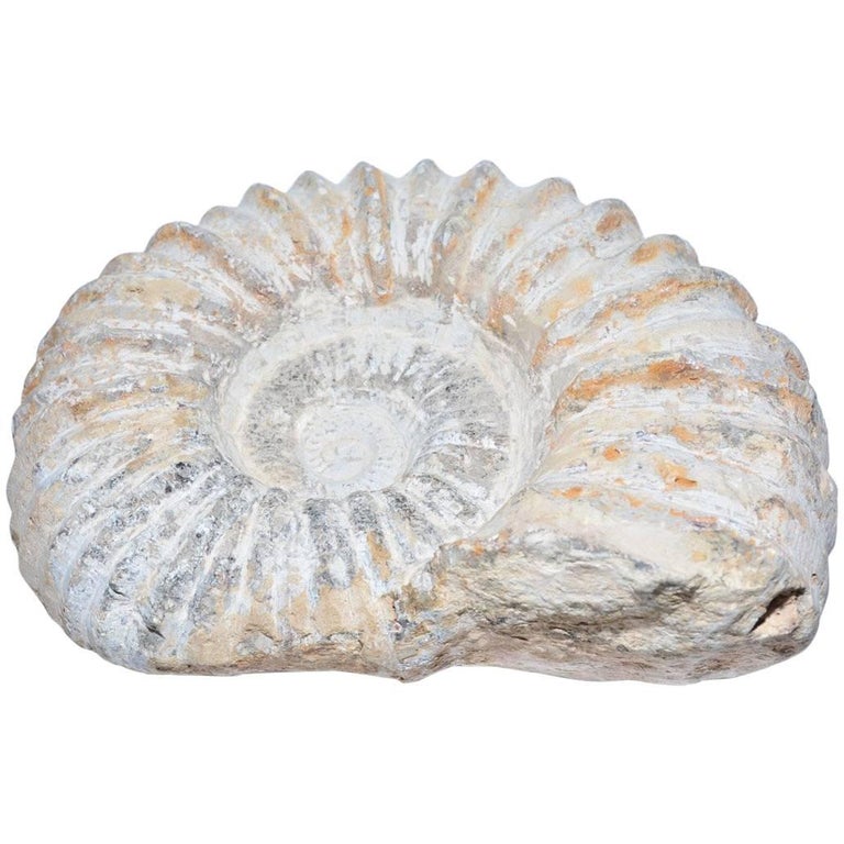 Organic Ammonite Fossil Nautilus For Sale At 1stdibs