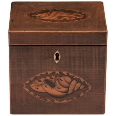 Harewood Antique Single Wooden Tea Caddy with Conch Shells, 18th Century