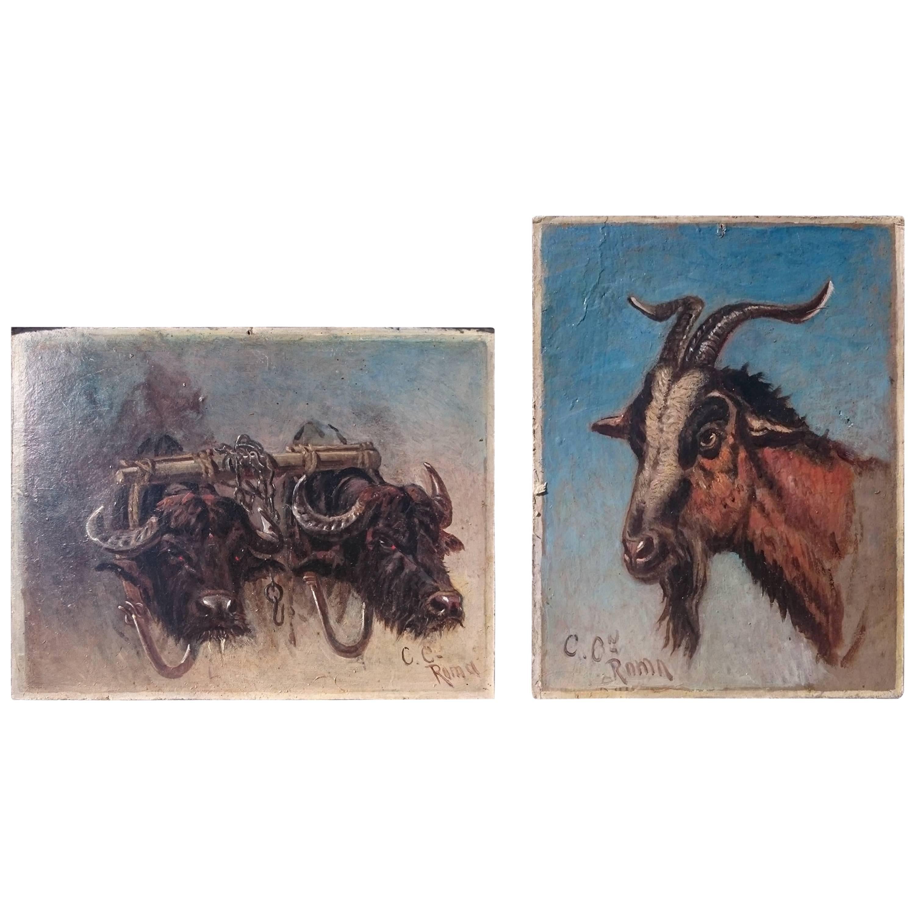 Two Oil on Board Paintings of Study of Oxen and Study of Goat by Charles Coleman For Sale