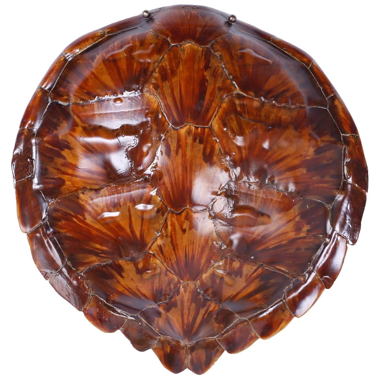Antique Turtle or Tortoise Shell For 