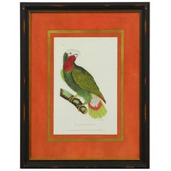 English Hand-Colored Ornithological Print of a Parrot