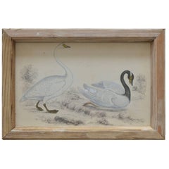 Original Antique Print of Swans, 1847