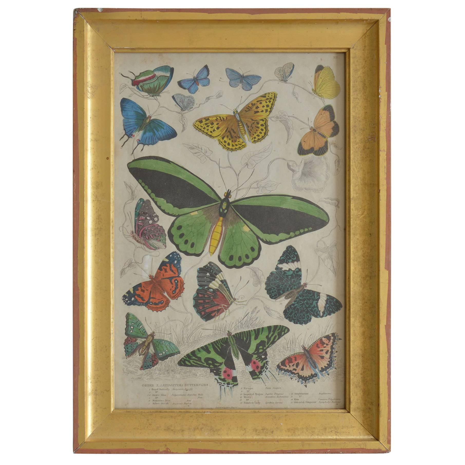Original Antique Print of Butterflies, 1835