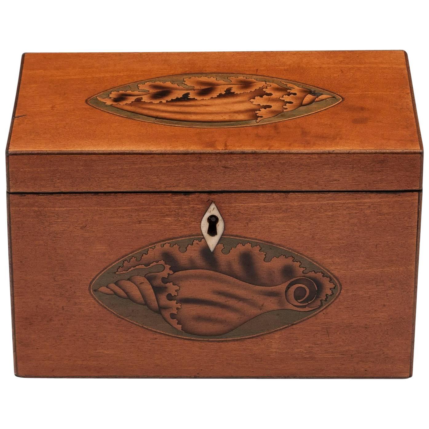 Satinwood Antique Tea Caddy with Inlaid Conch Shells, 18th Century