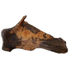Old Excavation Find a Mammoth Shoulder