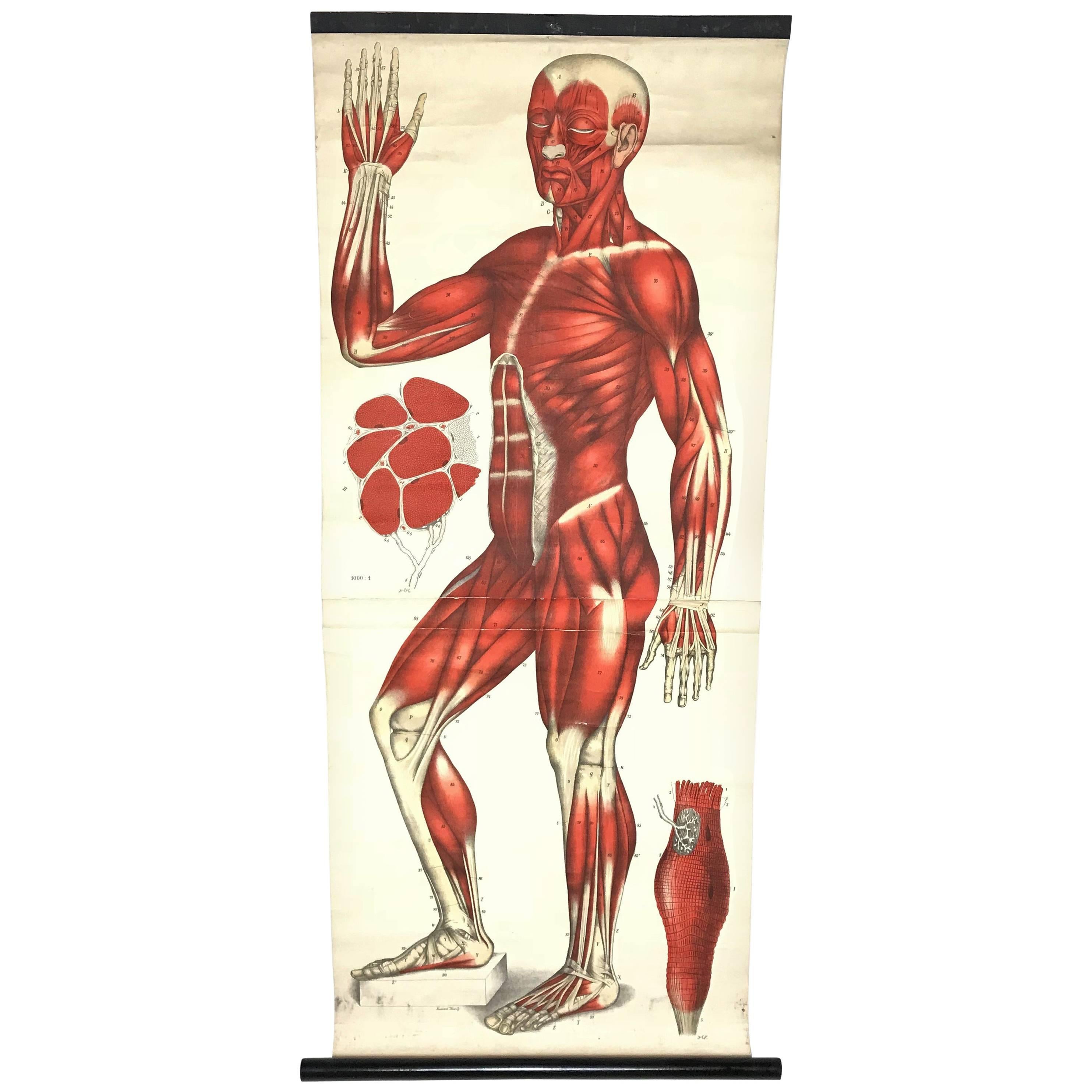 Antique Anatomical Human Front Muscular Structure Chart, 1920s, Germany