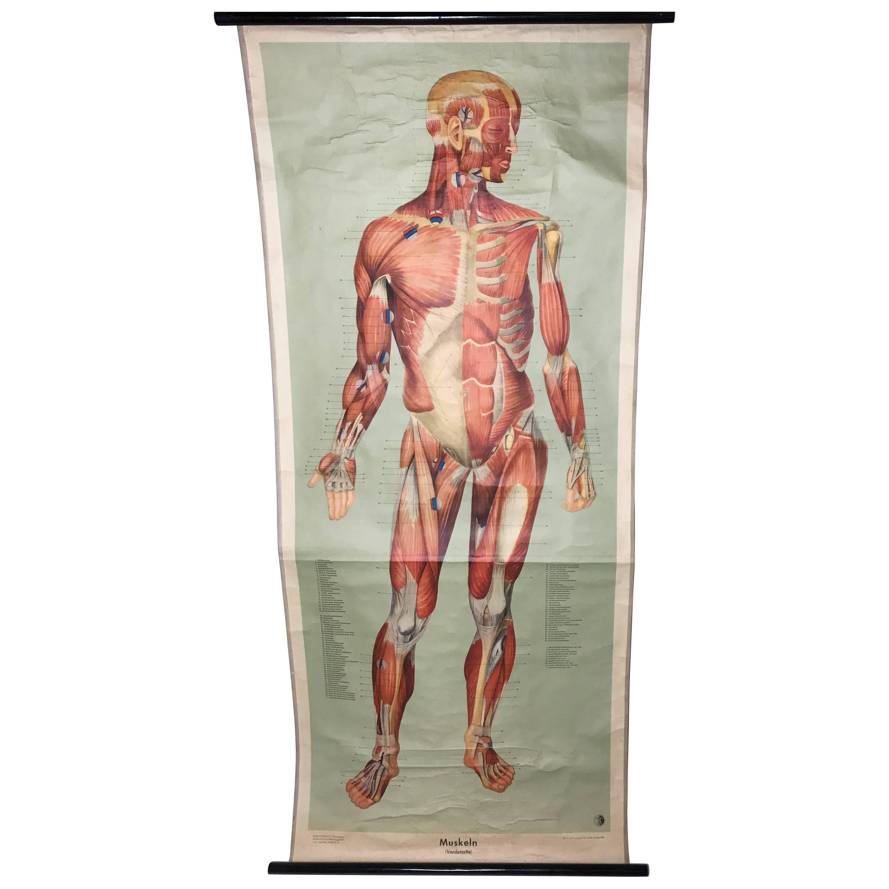 Vintage Anatomical Human Front Muscular Structure Chart, 1961, Germany For Sale