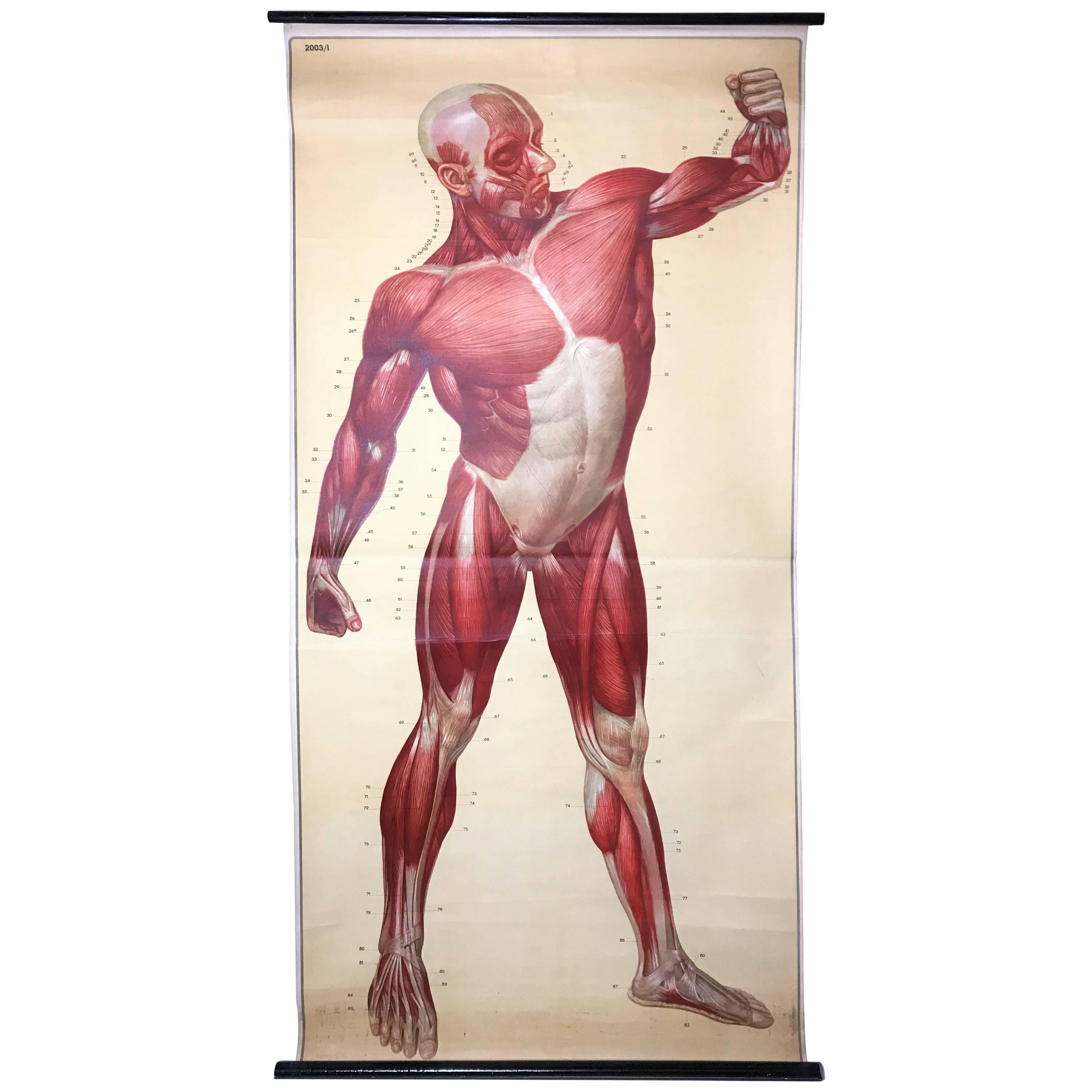 Tableau anatomique vintage de structure musculaire humaine à façade avant, années 1950, Allemagne