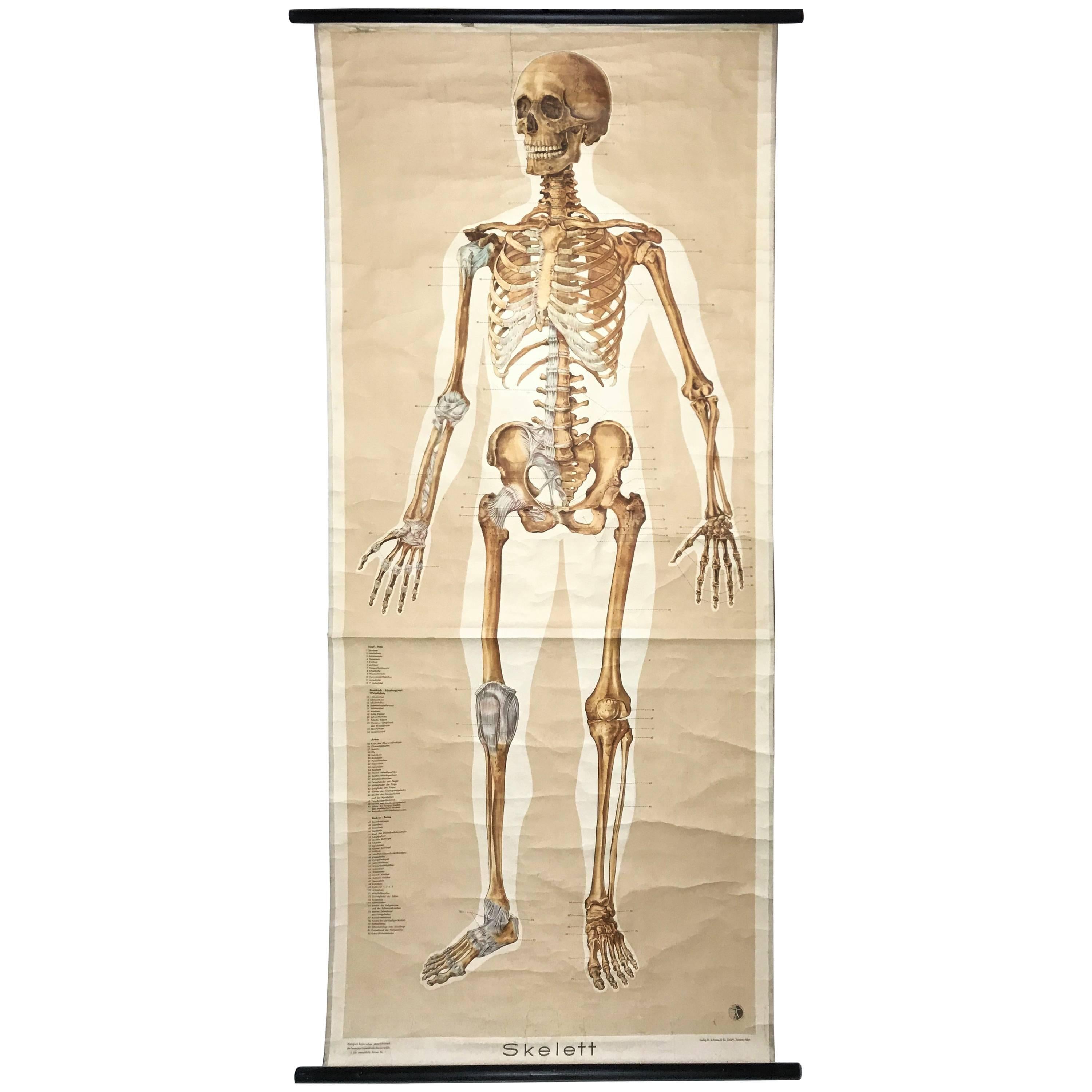 Vintage Anatomy Chart