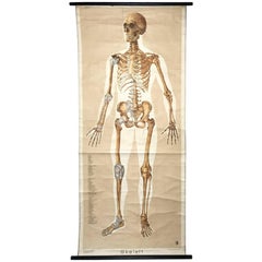 Vintage Anatomical Human Front Skeleton Structure Chart, 1961, Germany