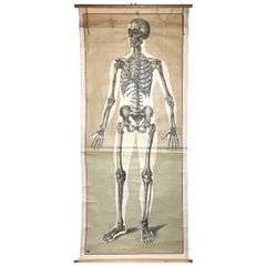 Vintage Anatomical Human Front Skeleton Structure Chart, 1940s, Germany