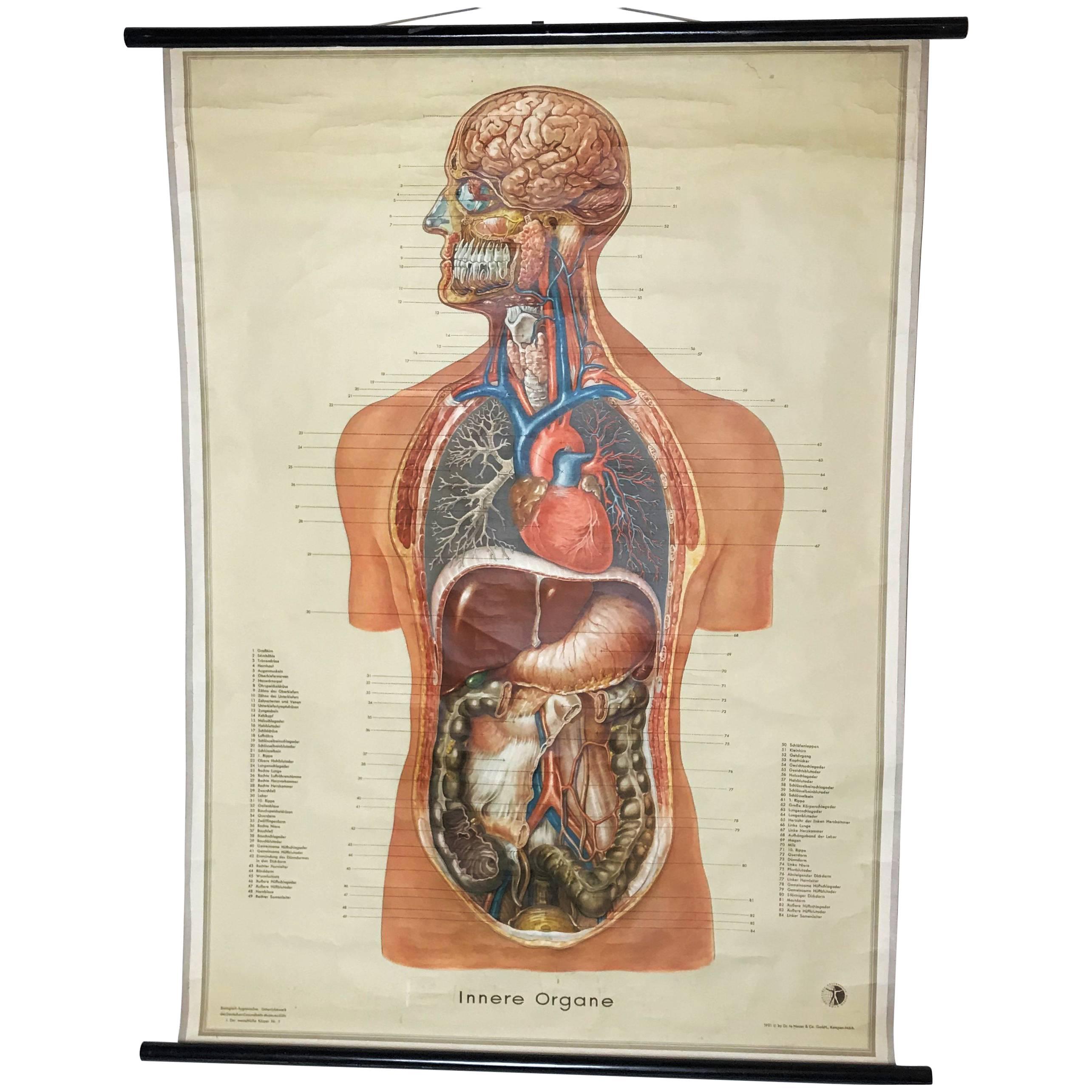 Anatomische menschliche innere Organe Strukturkarte Vintage, 1951, Deutschland im Angebot