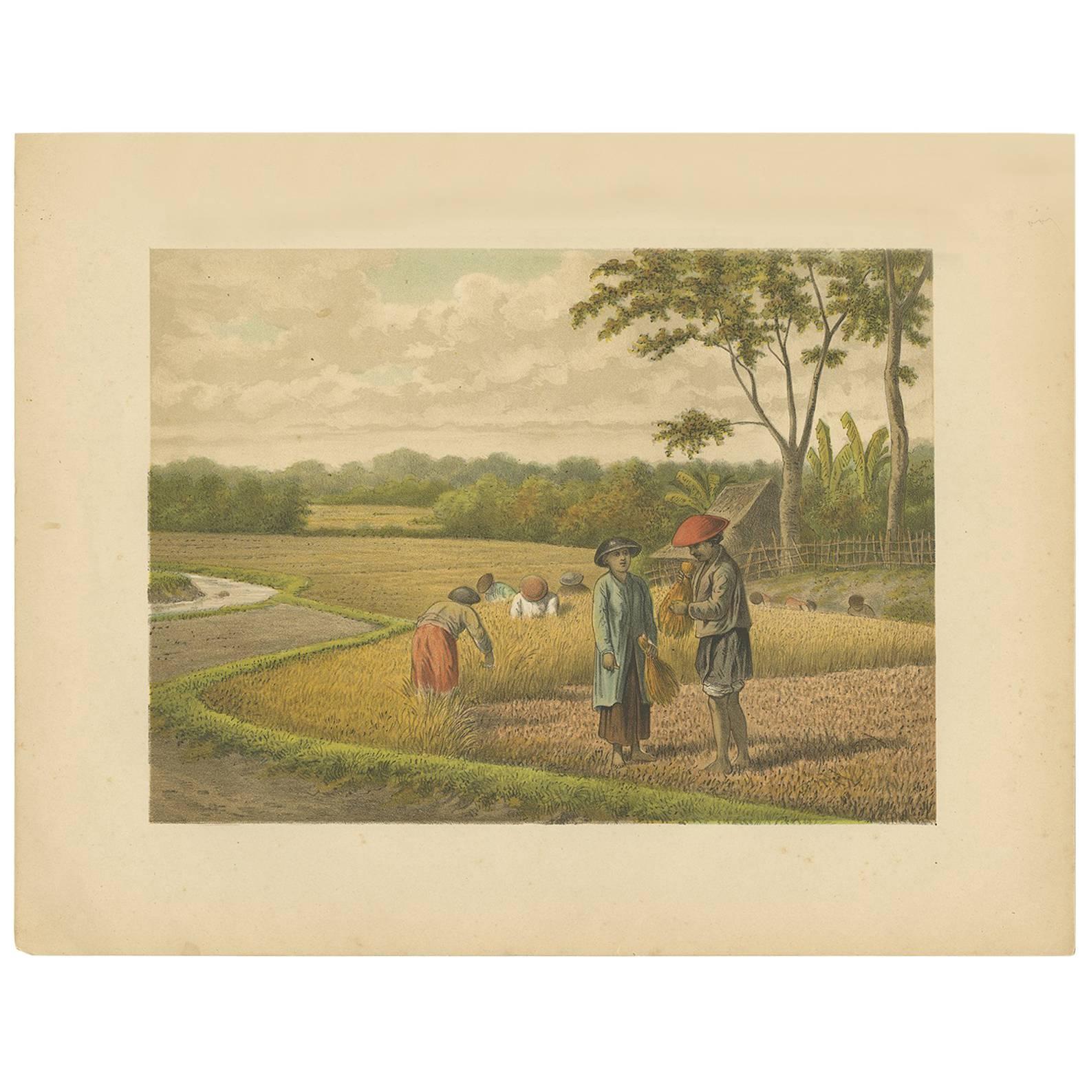 Impression ancienne d'un terrain de riz sur Java par M.T.H. Perelaer, 1888