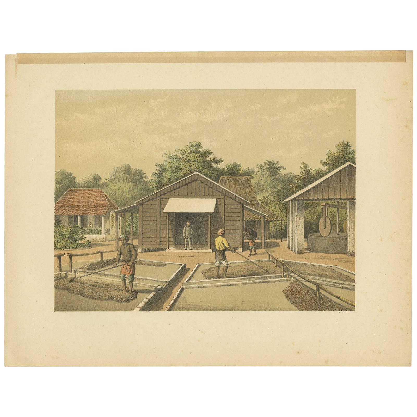 Antique Print of the Coffee Beans production on Sumatra by M.T.H. Perelaer, 1888 For Sale