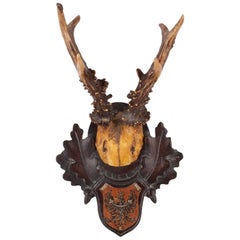 19th Century Austrian Habsburg Black Forest Roe Trophies with Heraldic Badges