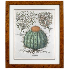 Hand Colored Engraving of a Melocactus by Basiius Besler