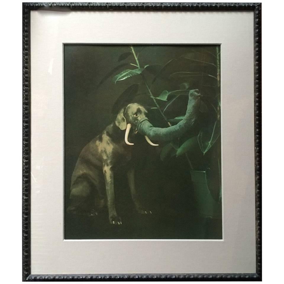William Wegman Original Print "Elephant Dog' Framed