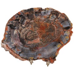 Petrified Wood from Petrified Forest in Arizona