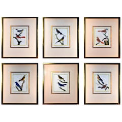 Francois Nicholas Martinet Bird Engravings, Set of Six, circa 1770