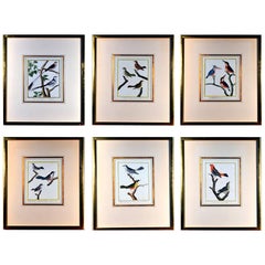 Francois Nicholas Martinet Bird Engravings, Set of Six, circa 1770