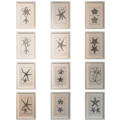 18th Century Rare French Engravings of Sea Star